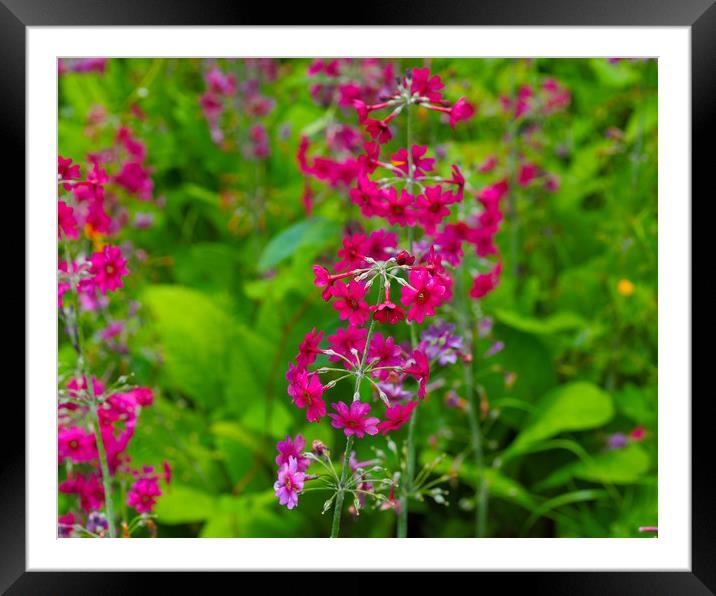 Wetland Garden Framed Mounted Print by Victor Burnside