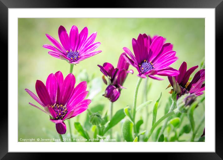 Shades of Purple and Green Framed Mounted Print by Jeremy Sage