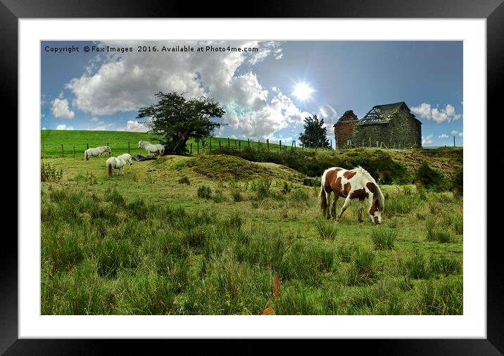Horses in the fields Framed Mounted Print by Derrick Fox Lomax