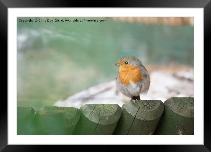 Robin Framed Mounted Print by Chris Day