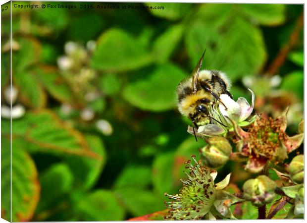Bee on a flower Canvas Print by Derrick Fox Lomax