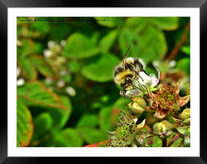 Bee on a flower Framed Mounted Print by Derrick Fox Lomax