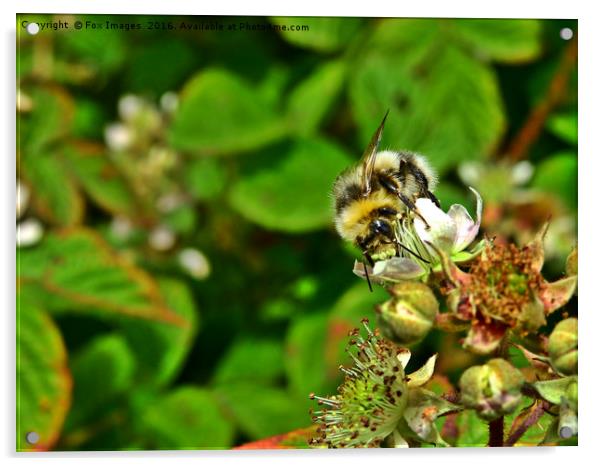 Bee on a flower Acrylic by Derrick Fox Lomax