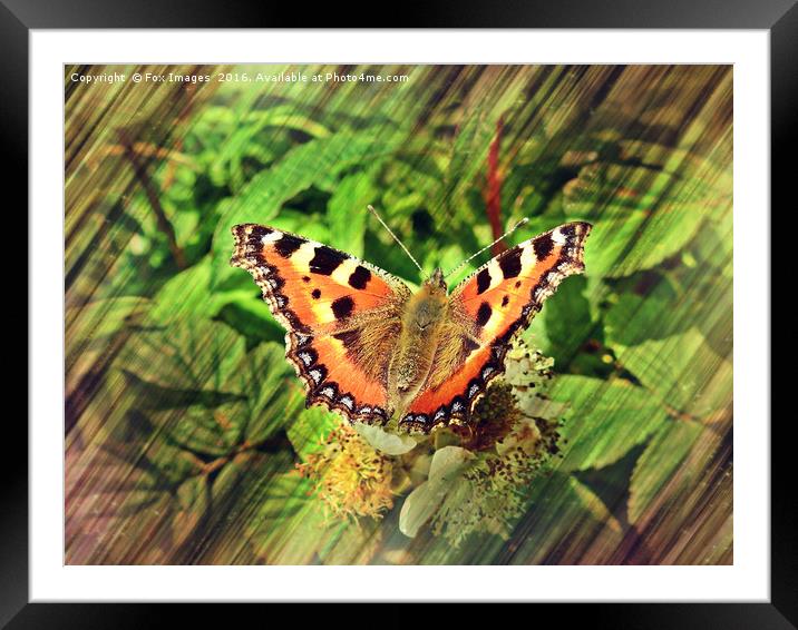 Tortoiseshell Butterfly Framed Mounted Print by Derrick Fox Lomax