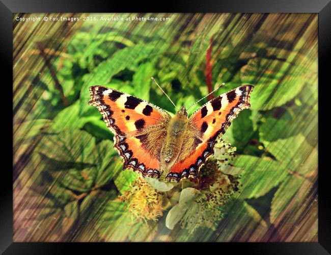 Tortoiseshell Butterfly Framed Print by Derrick Fox Lomax