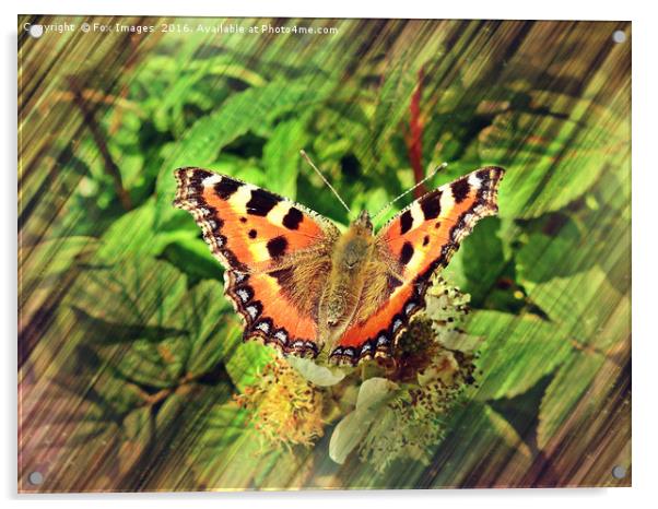 Tortoiseshell Butterfly Acrylic by Derrick Fox Lomax