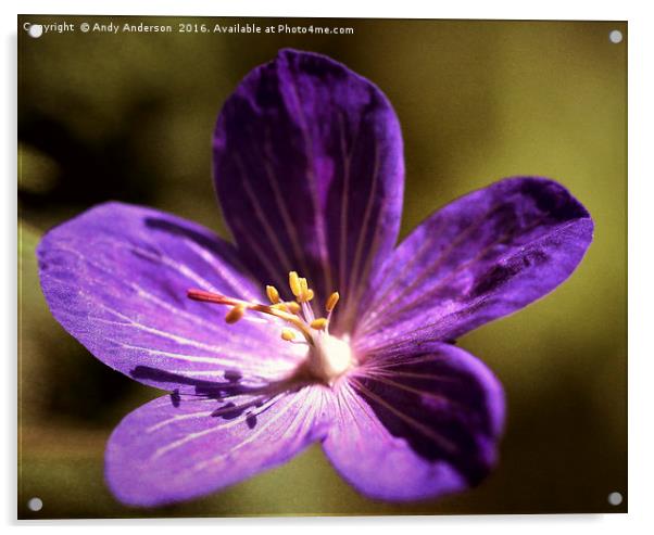 Purple Garden Flower Acrylic by Andy Anderson
