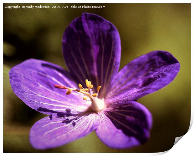 Purple Garden Flower Print by Andy Anderson