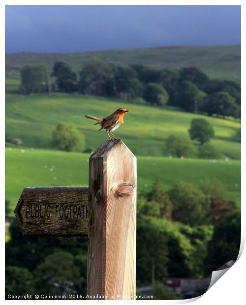 Public Footpath Robin  Print by Colin irwin