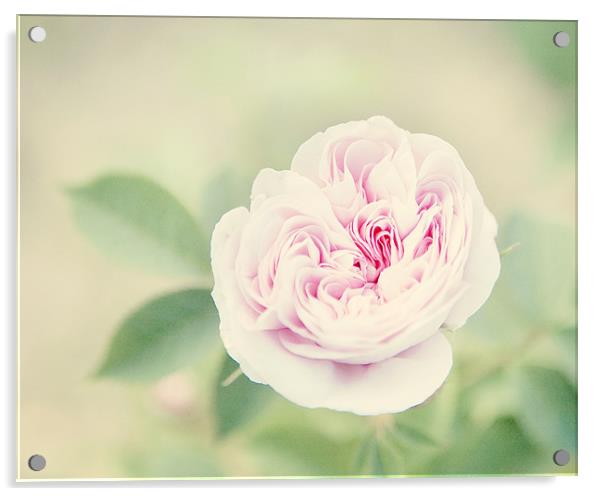 peony rose! Acrylic by Vicki Huckle