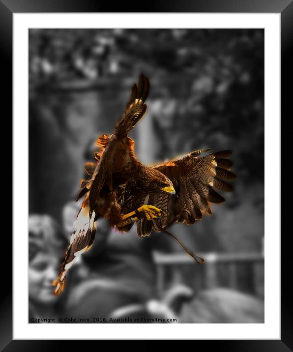 Hawk at York Framed Mounted Print by Colin irwin