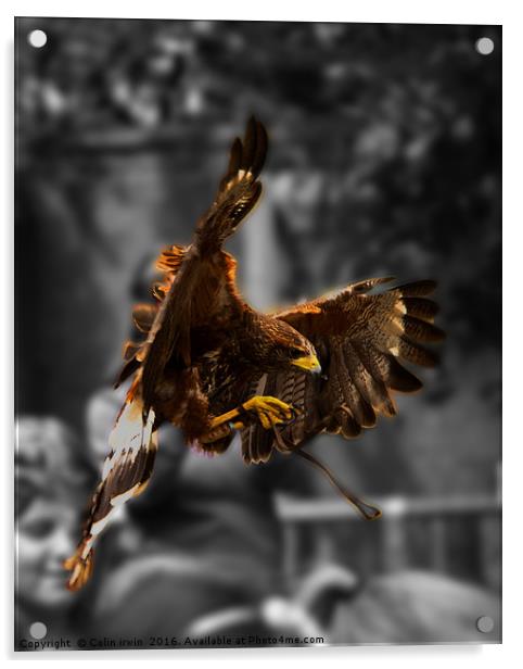 Hawk at York Acrylic by Colin irwin