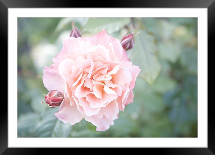 Just Peachy Framed Mounted Print by Vicki Huckle