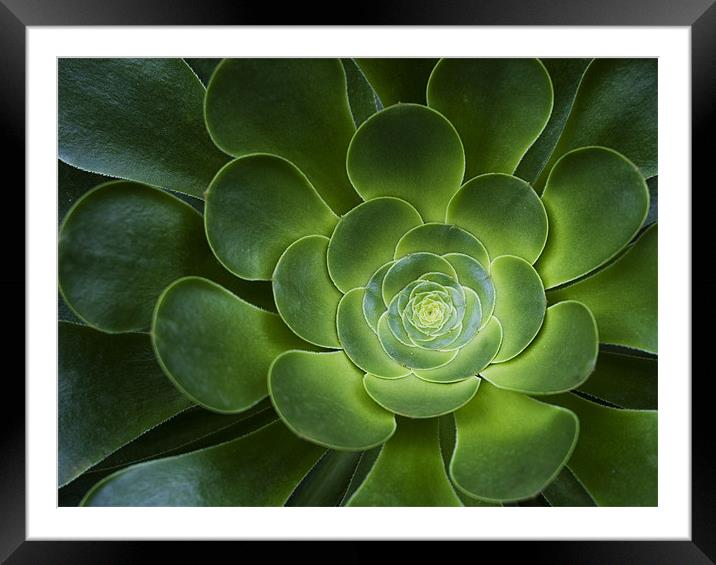 Kew suculent Framed Mounted Print by Vicki Huckle