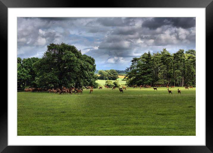 Deer Herd                                     Framed Mounted Print by kevin wise