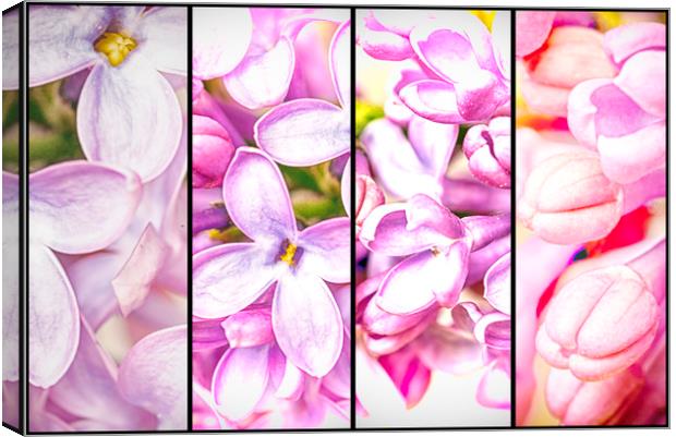 Lilac Bouquet Quadtych One Canvas Print by John Williams