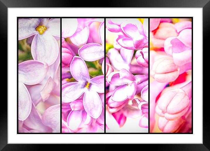 Lilac Bouquet Quadtych One Framed Mounted Print by John Williams