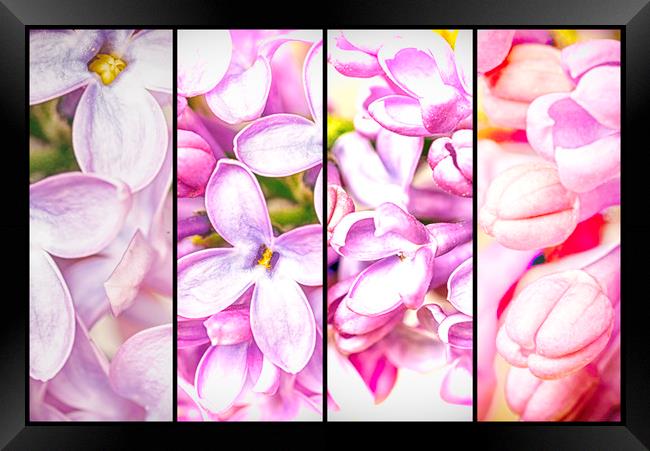 Lilac Bouquet Quadtych One Framed Print by John Williams
