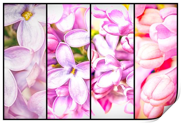Lilac Bouquet Quadtych One Print by John Williams