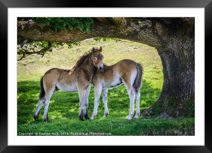 Exmoor Ponies Framed Mounted Print by Stephen Mole