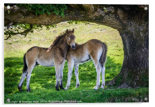Exmoor Ponies Acrylic by Stephen Mole
