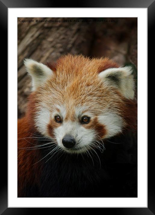 Watchful Red Panda Framed Mounted Print by rawshutterbug 