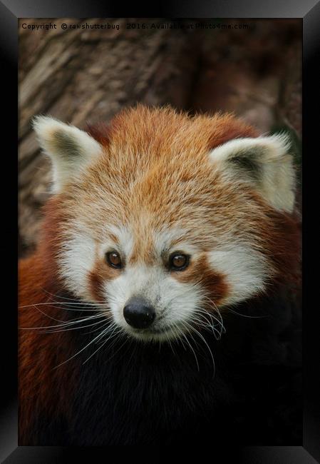 Watchful Red Panda Framed Print by rawshutterbug 