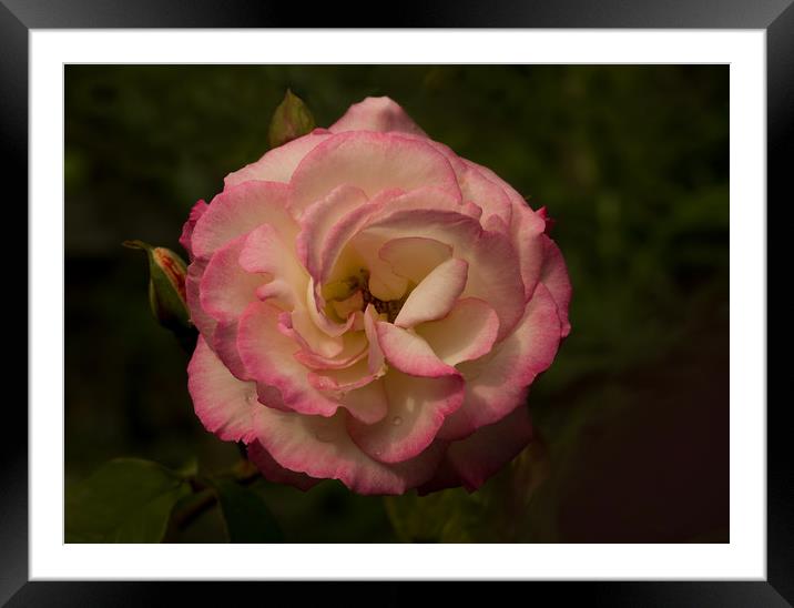 Double Delight Rose Framed Mounted Print by Jacqi Elmslie