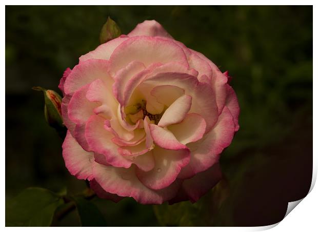 Double Delight Rose Print by Jacqi Elmslie