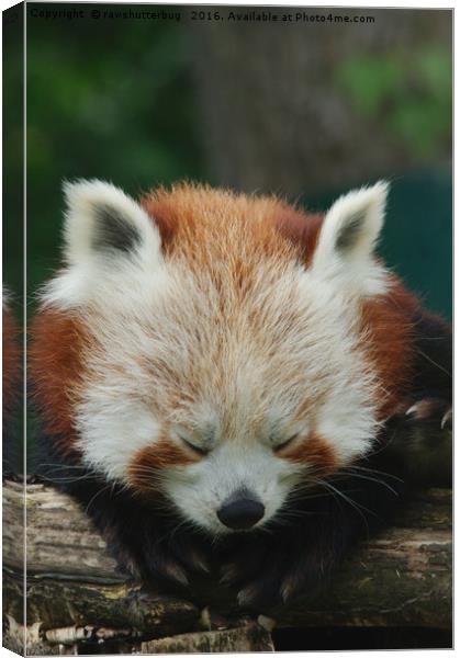 Sleepy Red Panda Canvas Print by rawshutterbug 
