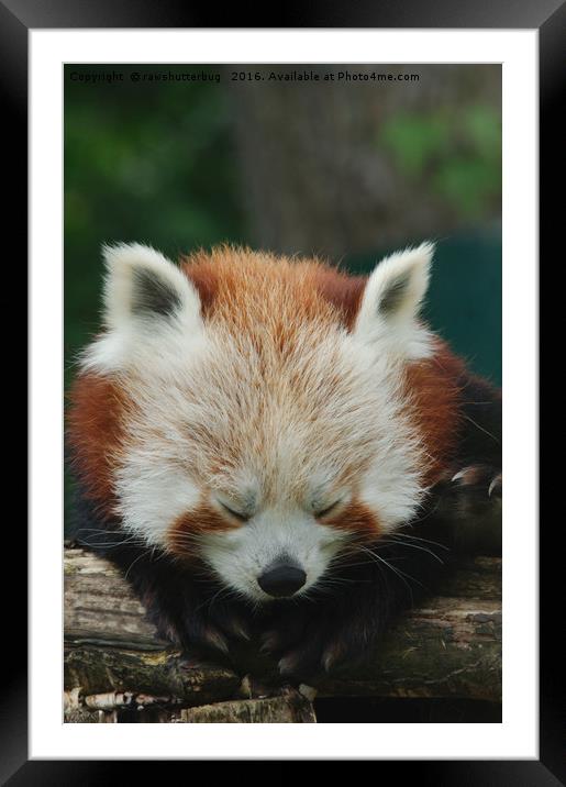 Sleepy Red Panda Framed Mounted Print by rawshutterbug 