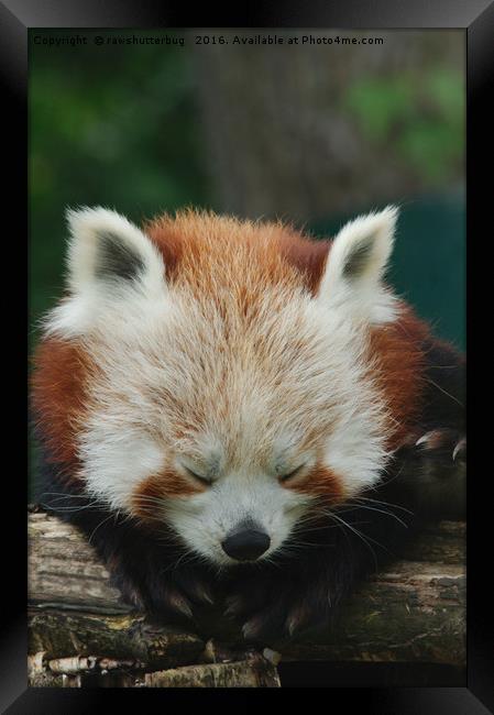 Sleepy Red Panda Framed Print by rawshutterbug 