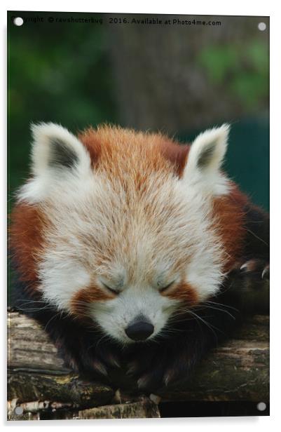 Sleepy Red Panda Acrylic by rawshutterbug 