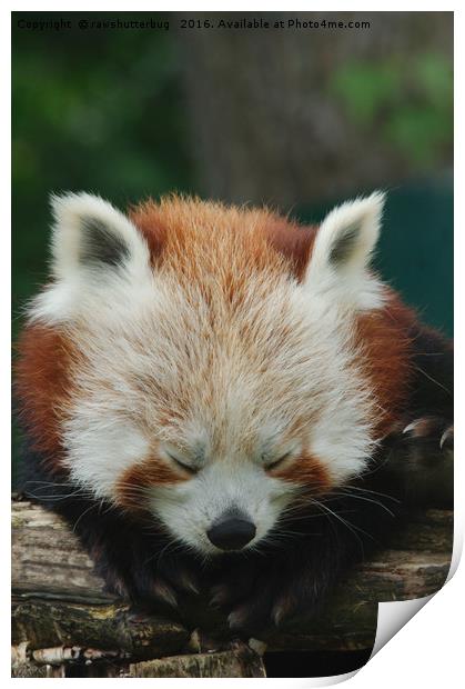 Sleepy Red Panda Print by rawshutterbug 