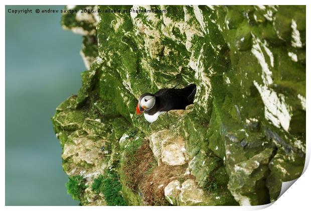 PUFFIN ALONE Print by andrew saxton