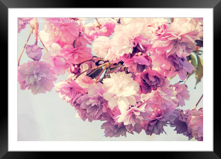 Blossom haze Framed Mounted Print by Susan Tinsley