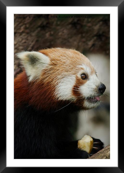 Red Panda Lunch Framed Mounted Print by rawshutterbug 