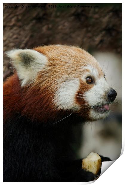 Red Panda Lunch Print by rawshutterbug 
