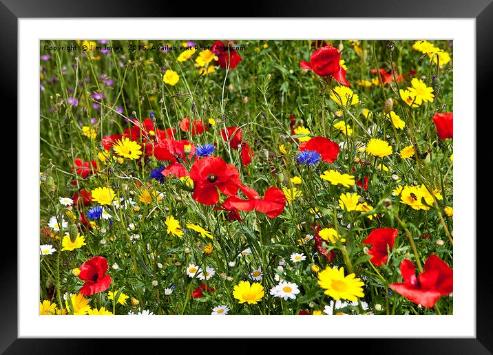 Colourful Wild Flowers Framed Mounted Print by Jim Jones