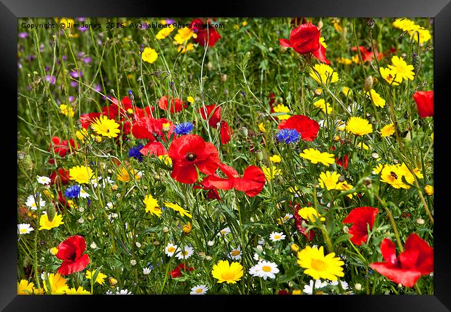 Colourful Wild Flowers Framed Print by Jim Jones