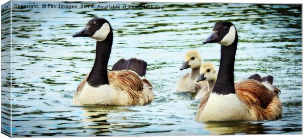 Canadian goose and goslings Canvas Print by Derrick Fox Lomax