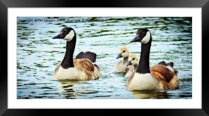 Canadian goose and goslings Framed Mounted Print by Derrick Fox Lomax