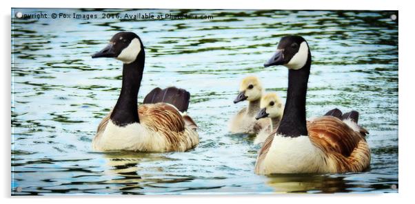 Canadian goose and goslings Acrylic by Derrick Fox Lomax