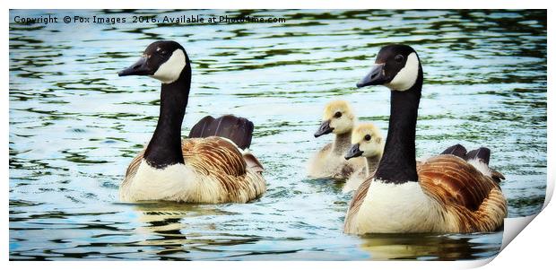 Canadian goose and goslings Print by Derrick Fox Lomax