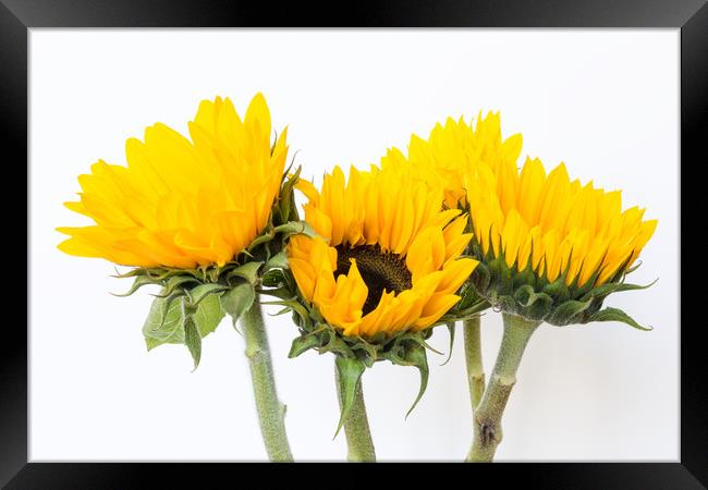Sunflowers.  Framed Print by Mark Godden