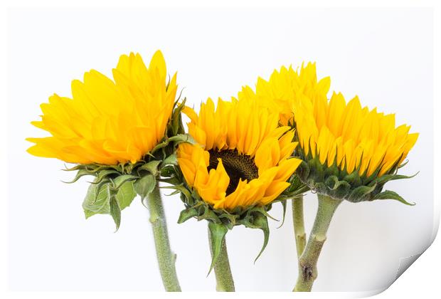 Sunflowers.  Print by Mark Godden