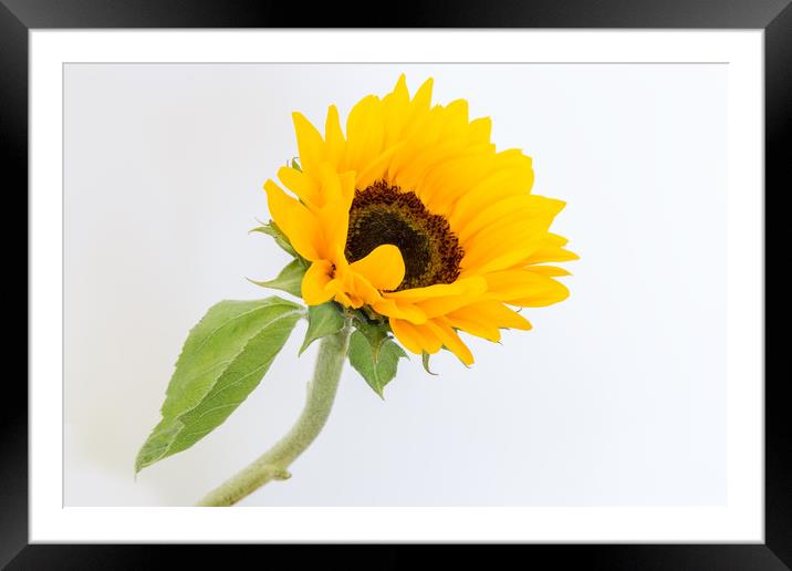 A sunflower. Framed Mounted Print by Mark Godden