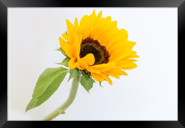 A sunflower. Framed Print by Mark Godden