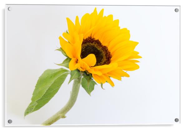 A sunflower. Acrylic by Mark Godden