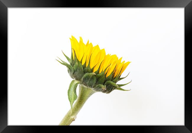 A Sunflower.  Framed Print by Mark Godden